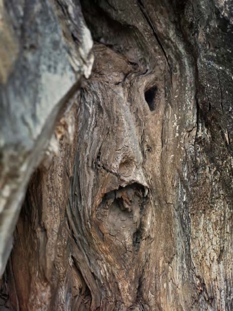 Los Hijos del Ciervo Cara en tronco