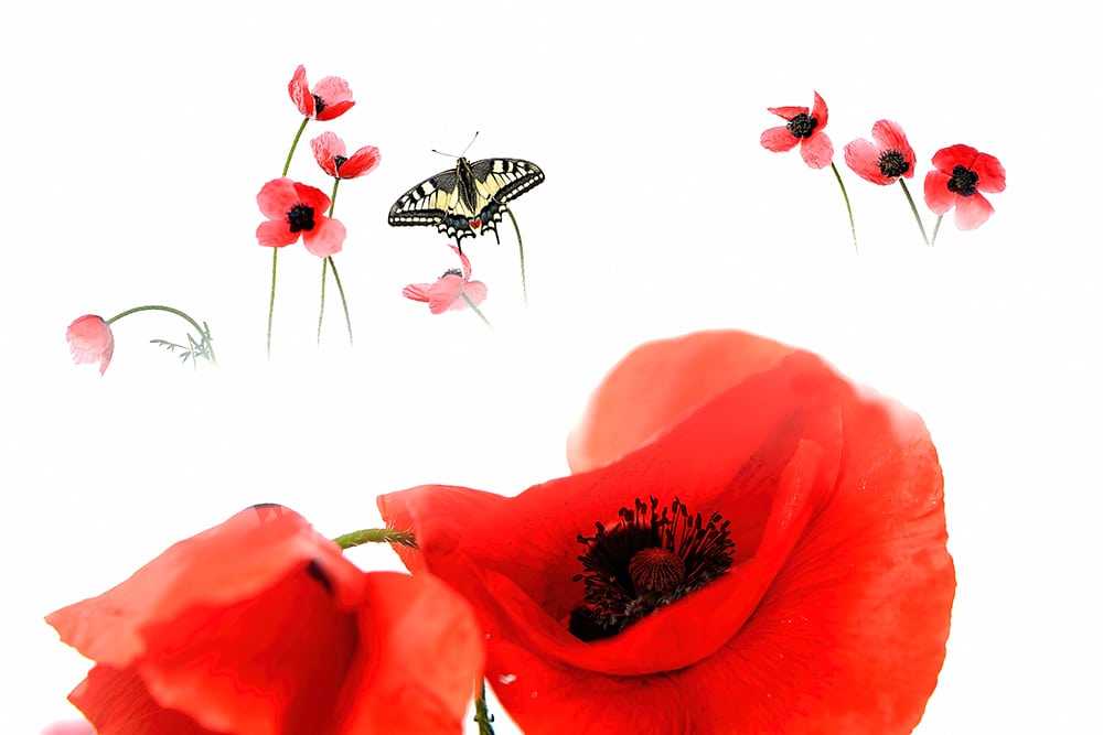 foto amapolas blanco