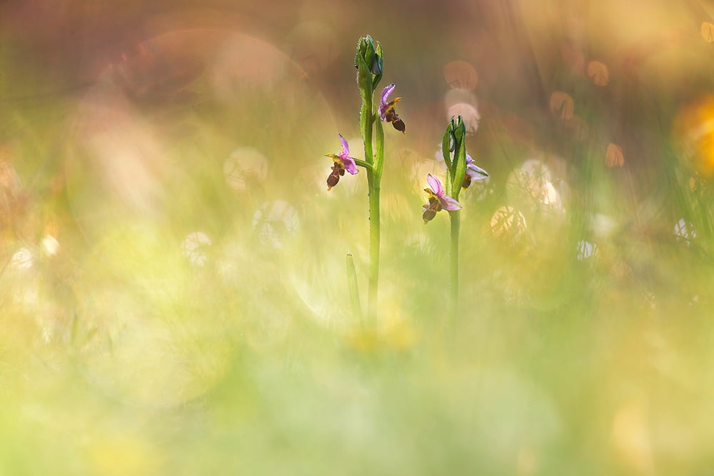 foto flores