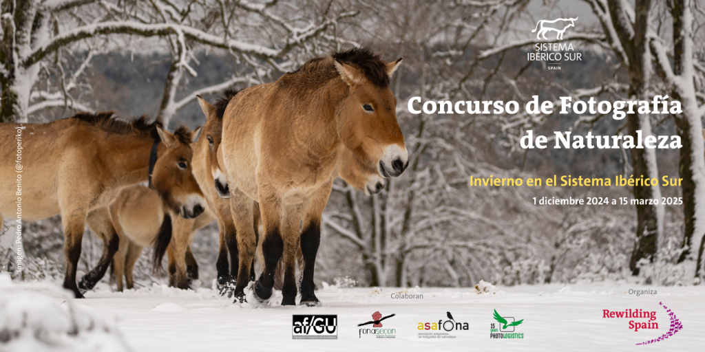 concurso horizontal b