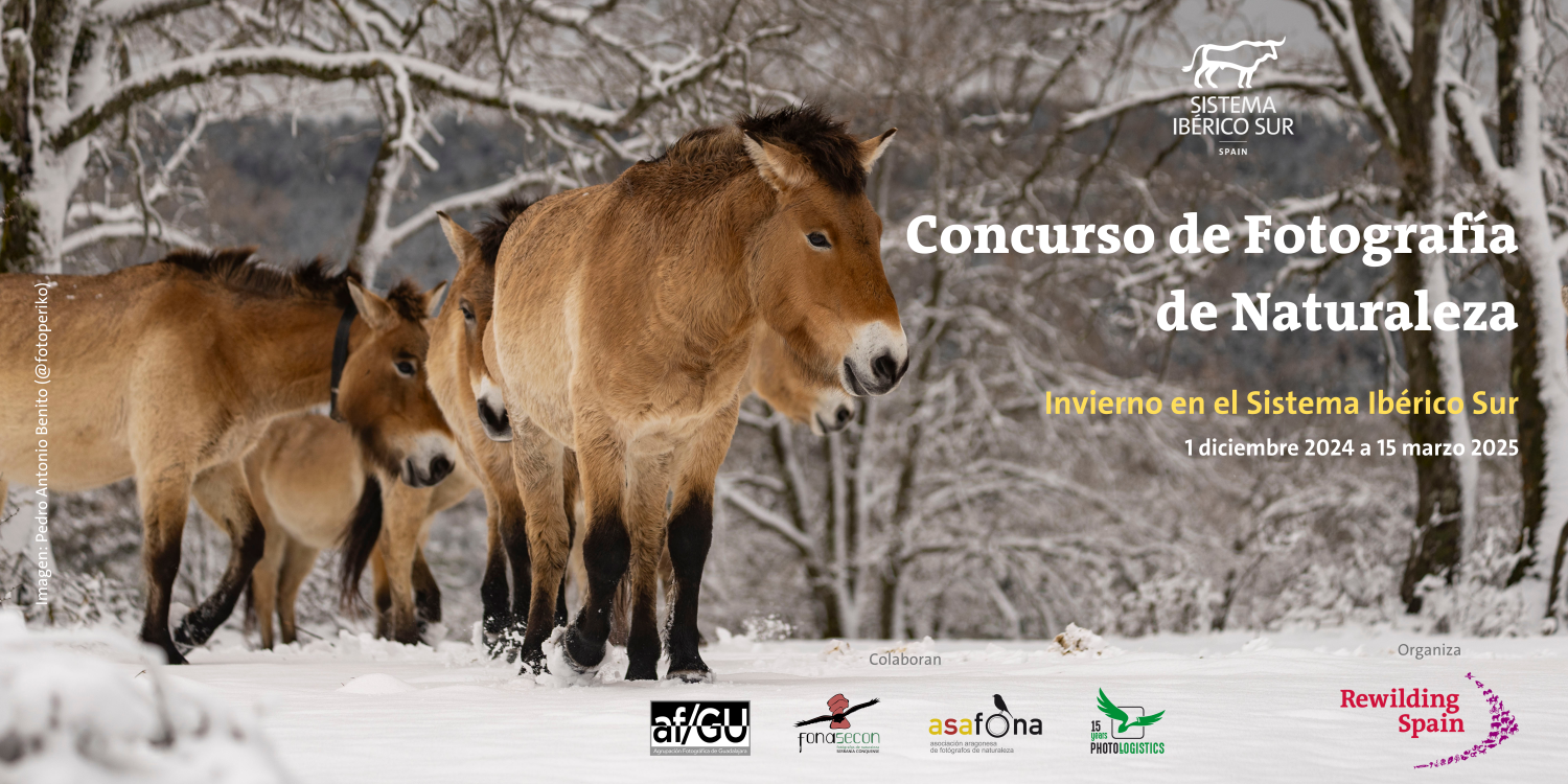Concurso horizontal b