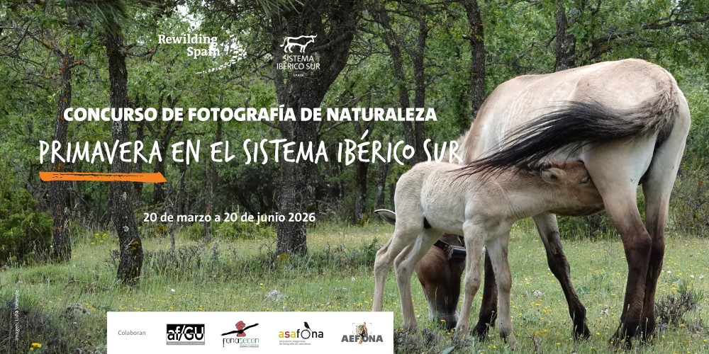 Concurso de Fotografía Rewilding Spain 2026 Cartel