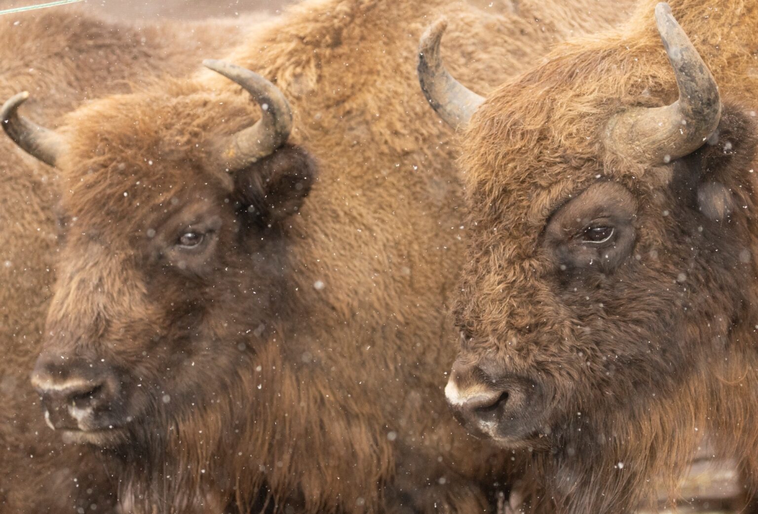 Bisonte 01 1536x1042