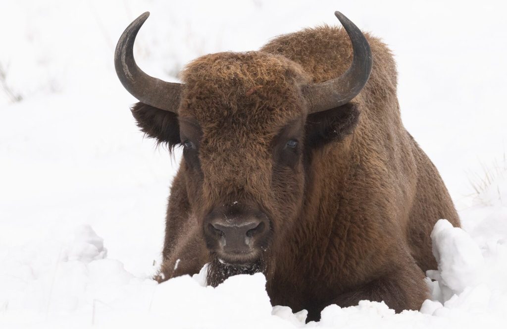Bisonte 02 1536x996