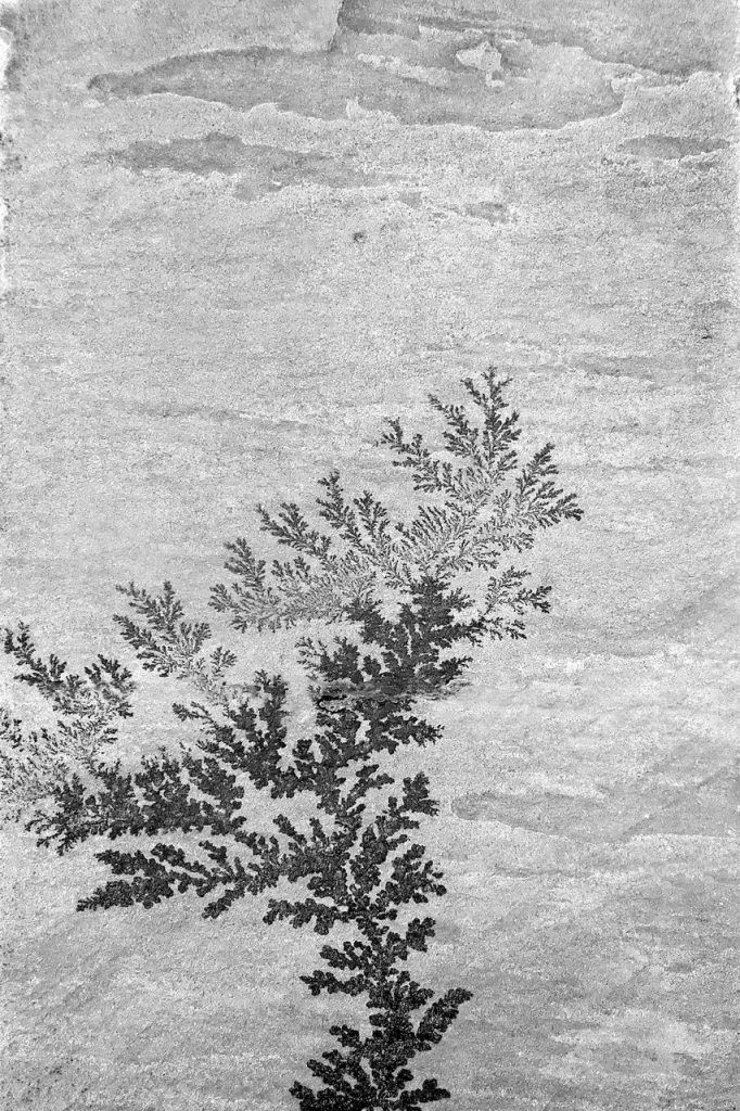 421 29596 4 Arbol