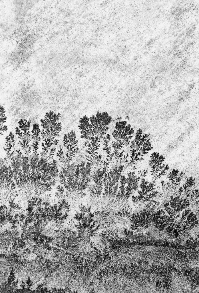 421 29596 6 Nieblaenelbosque